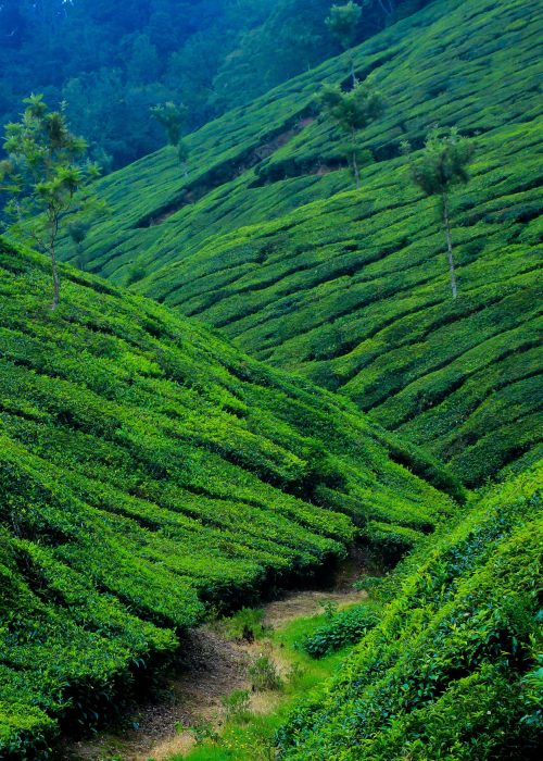 munnar02